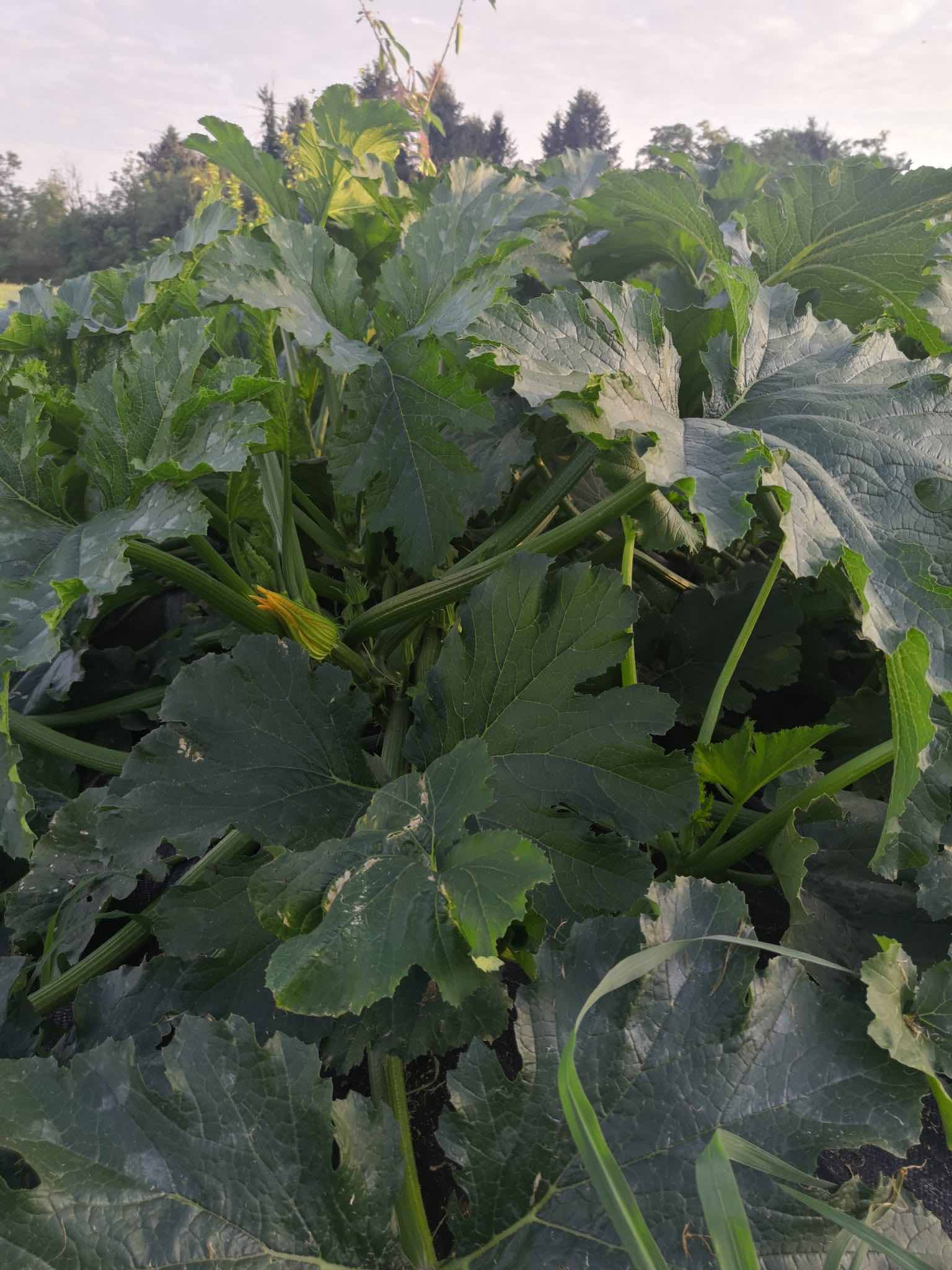 Zucchine